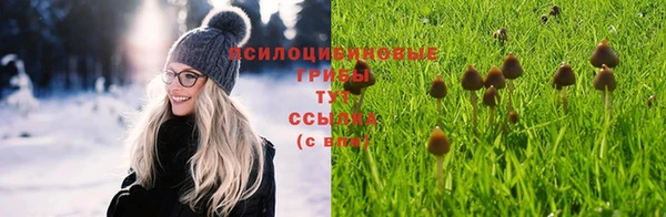 прущие грибы Вяземский